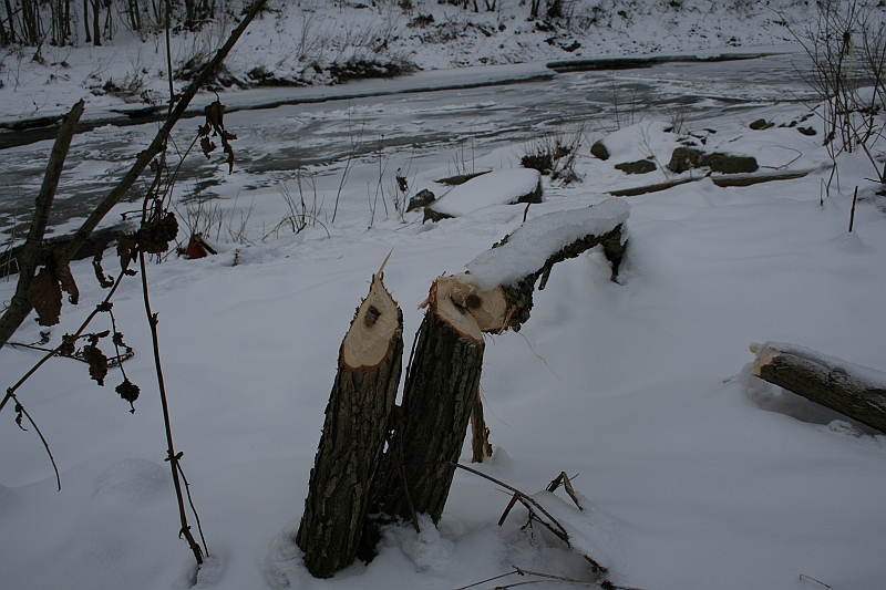 Bieszczady 12.2007 019